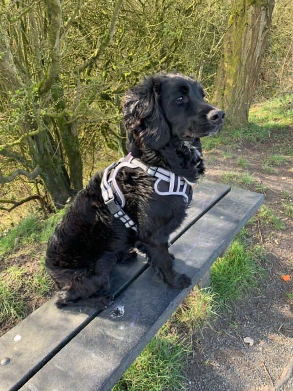 Marvin the Sprocker modelling his Black Dog & Co Sports Adjustable Reflective Dog Harness in size large