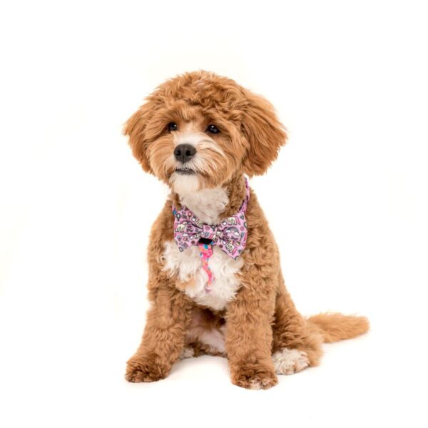 Cute dog wearing Big & Little Dogs 'Gettin' Piggy With It' Strap Dog Harness featuring a rainbow, unicorn and watercolour print design