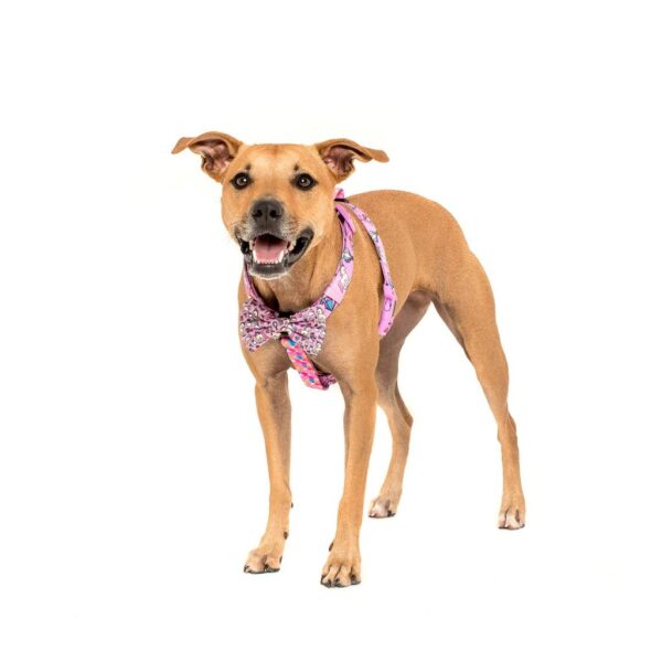 Cute dog wearing a Big & Little Dogs 'Gettin' Piggy With It' Strap Dog Harness featuring a rainbow, unicorn and watercolour print design