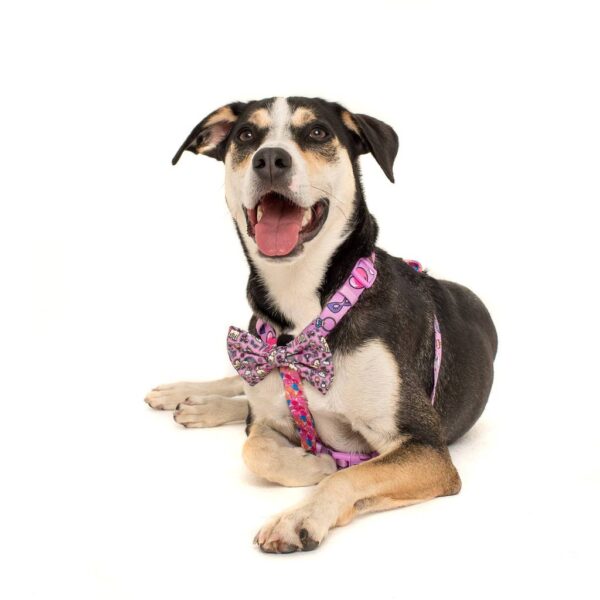 Cute dog wearing a Big & Little Dogs 'Gettin' Piggy With It' Strap Dog Harness featuring a rainbow, unicorn and watercolour print design