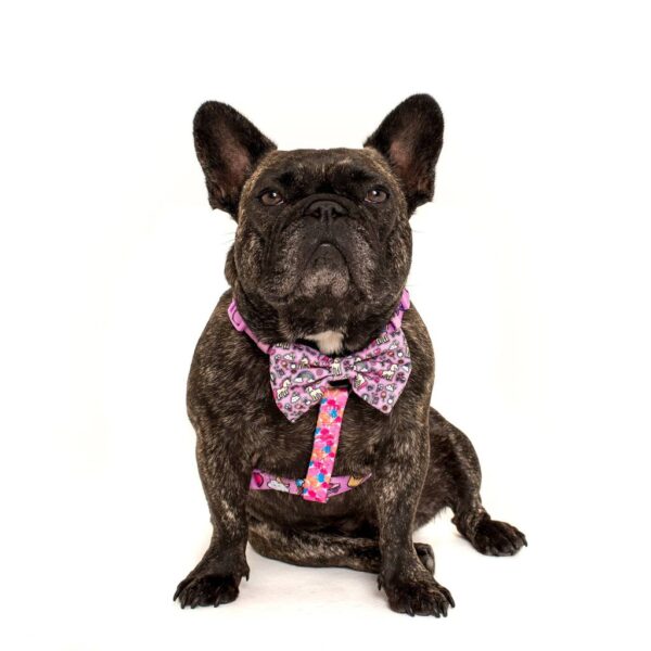 Big & Little Dogs 'Gettin' Piggy With It' Strap Dog Harness featuring a rainbow, unicorn and watercolour print design