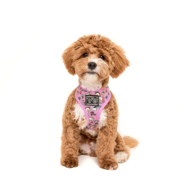 A cute dog wearing a reversible 'One of a Kind' dog harness with a unicorn and rainbow print design by Big & Little Dogs
