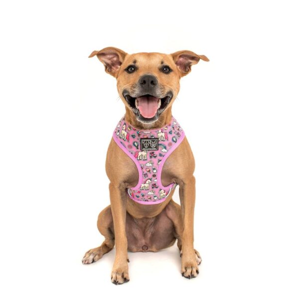 A Staffie wearing a reversible 'One of a Kind' dog harness with a unicorn and rainbow print design by Big & Little Dogs
