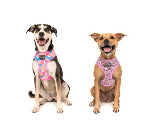 Two cute dogs wearing a reversible 'One of a Kind' dog harness with a unicorn and rainbow print design by Big & Little Dogs