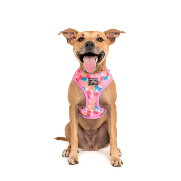 A staffie wearing a reversible 'One of a Kind' dog harness with a unicorn and rainbow print design by Big & Little Dogs