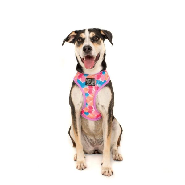 A cute dog wearing a reversible 'One of a Kind' dog harness with a unicorn and rainbow print design by Big & Little Dogs
