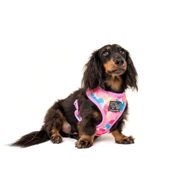 A dachshund wearing a reversible 'One of a Kind' dog harness with a unicorn and rainbow print design by Big & Little Dogs