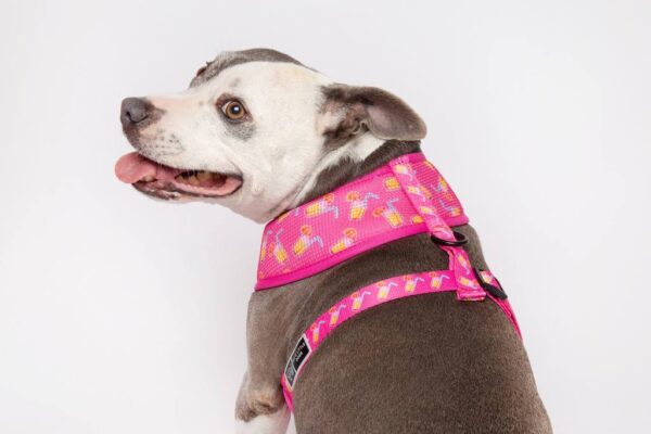 Staffie wearing a pink cocktail print design 'Pawty Punch' Dog Harness by Big & Little Dogs