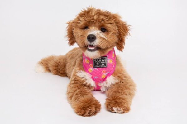 Cute dog wearing a pink cocktail print design 'Pawty Punch' Dog Harness by Big & Little Dogs