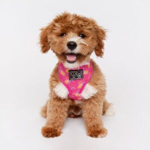 Cute dog wearing a pink cocktail print design 'Pawty Punch' Dog Harness by Big & Little Dogs