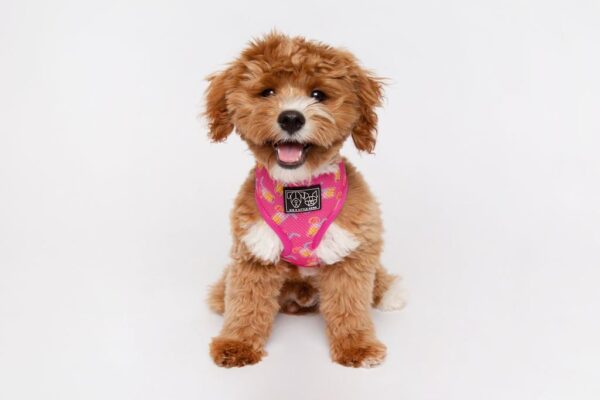 Cute dog wearing a pink cocktail print design 'Pawty Punch' Dog Harness by Big & Little Dogs