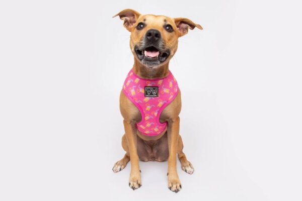Staffie wearing a pink cocktail print design 'Pawty Punch' Dog Harness by Big & Little Dogs