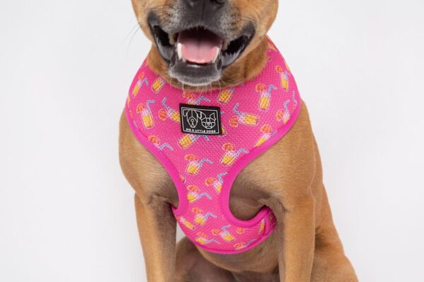 Staffie wearing a pink cocktail print design 'Pawty Punch' Dog Harness by Big & Little Dogs