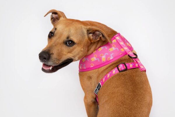 Staffie wearing a pink cocktail print design 'Pawty Punch' Dog Harness by Big & Little Dogs
