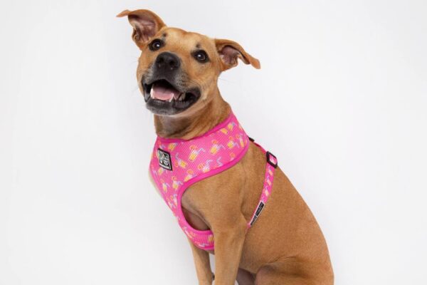 Staffie wearing a pink cocktail print design 'Pawty Punch' Dog Harness by Big & Little Dogs