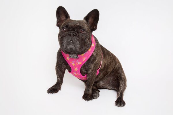 French Bulldog wearing a pink cocktail print design 'Pawty Punch' Dog Harness by Big & Little Dogs