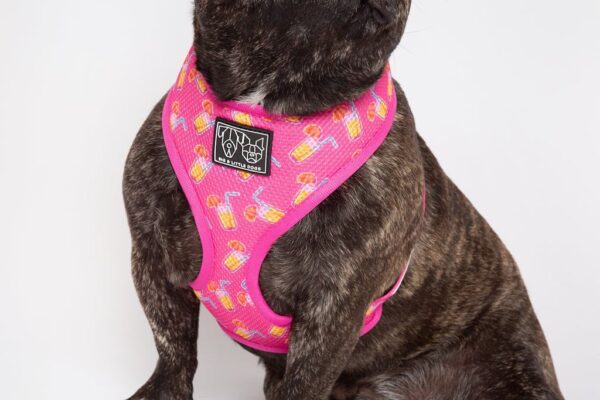 Pink cocktail print design 'Pawty Punch' Dog Harness by Big & Little Dogs