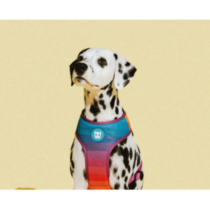 Dalmatian wearing a Zee.Dog 'Prisma' Rainbow Stripe Air Mesh Soft Dog Harness