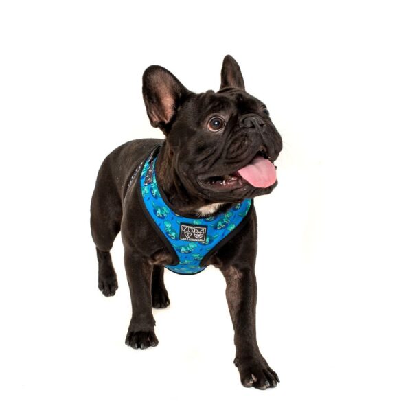 Frenchie wearing a Big & Little Dogs 'Rawr' Dinosaur Print Adjustable Blue Dog Harness
