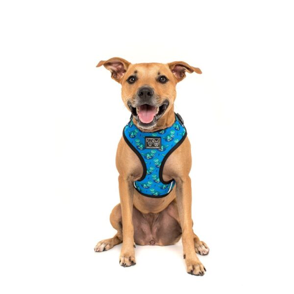 Staffie wearing a Big & Little Dogs 'Rawr' Dinosaur Print Adjustable Blue Dog Harness