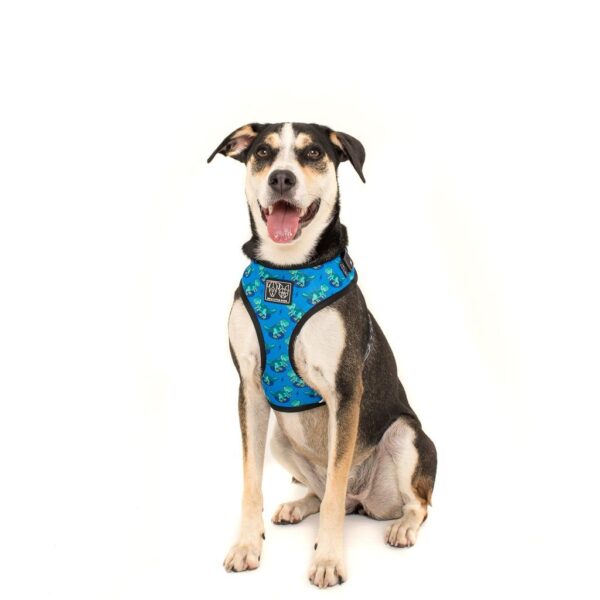Big dog wearing a Big & Little Dogs 'Rawr' Dinosaur Print Adjustable Blue Dog Harness