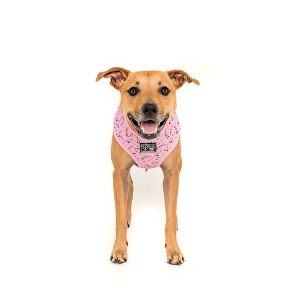 Staffie wearing a 'For Flocks Sake' Reversible Dog Harness with a flamingo and galaxy design by Big & Little Dogs
