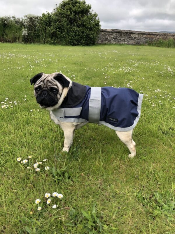 Rachael Kelly Equestrian Blue Waterproof Dog Coat