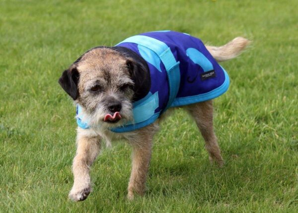 Rachael Kelly Equestrian Blue Umbrellas Waterproof Dog Coat