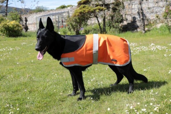 Rachael Kelly Equestrian Orange Waterproof Dog Coat