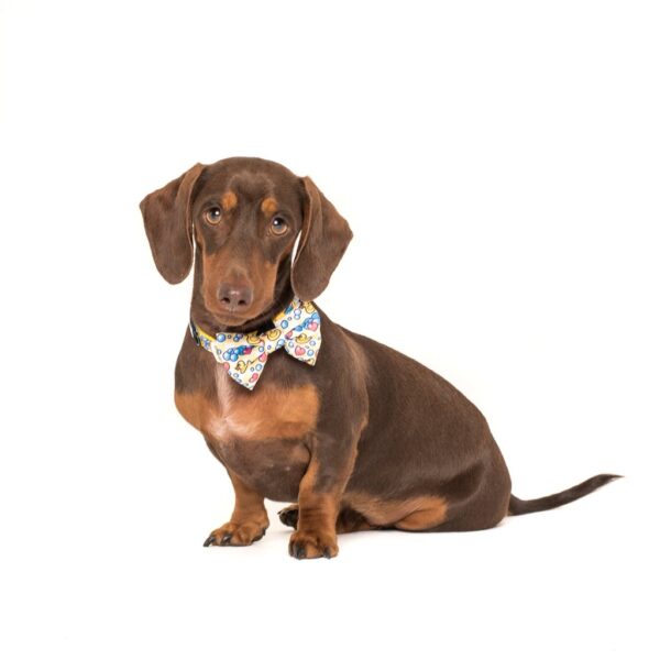 Dachshund wearing a Big & Little Dogs 'Rubber Ducky' Rubber Duck Yellow Dog Collar and Detachable Bow Tie