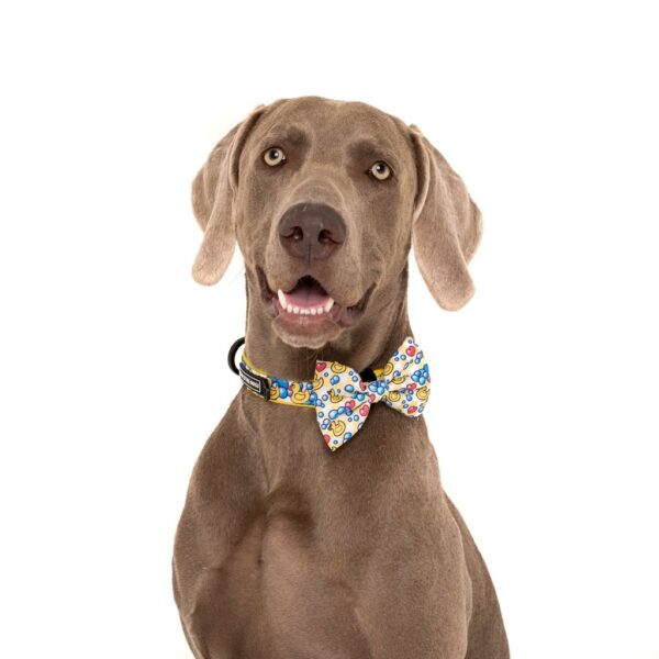 Dog wearing a Big & Little Dogs 'Rubber Ducky' Rubber Duck Yellow Dog Collar and Detachable Bow Tie