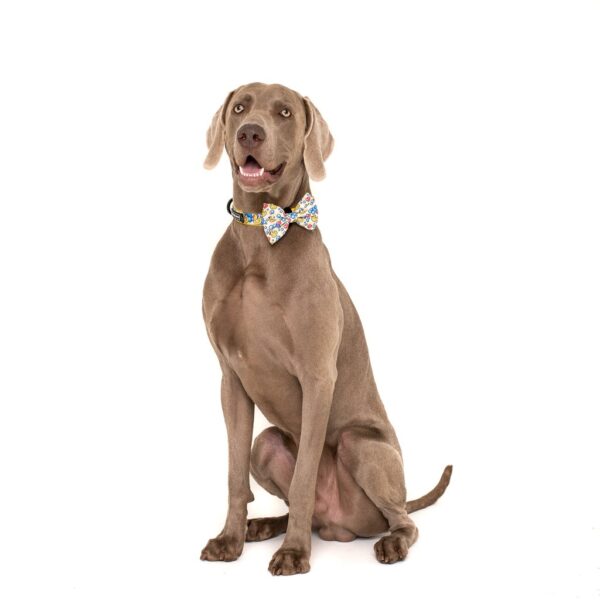 Dog wearing a Big & Little Dogs 'Rubber Ducky' Rubber Duck Yellow Dog Collar and Detachable Bow Tie