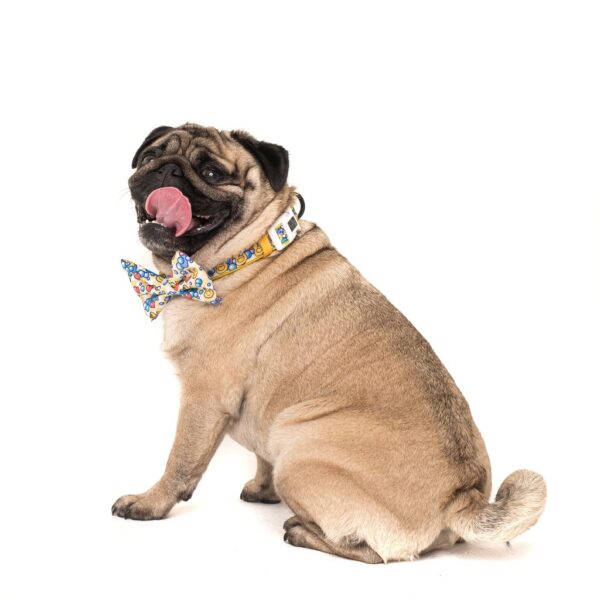 Pug wearing a Big & Little Dogs 'Rubber Ducky' Rubber Duck Yellow Dog Collar and Detachable Bow Tie