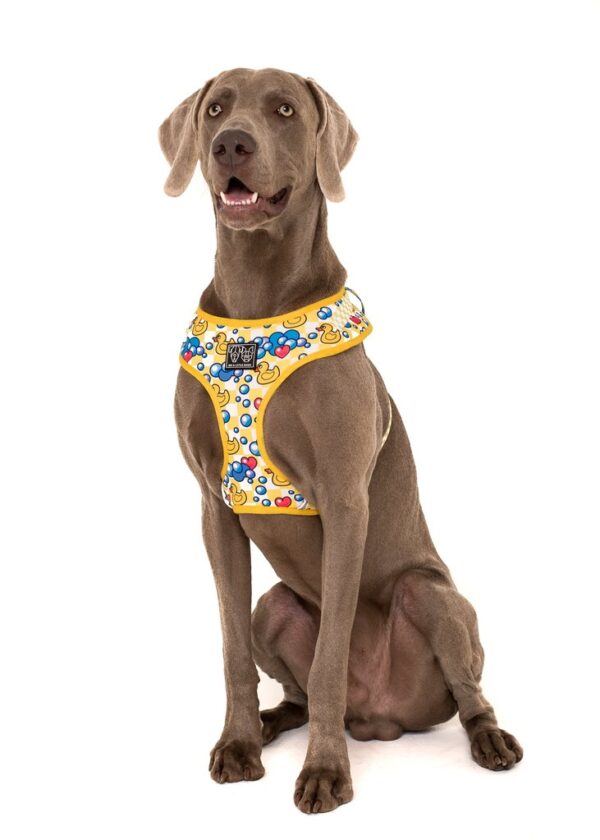 Dog wearing a Big & Little Dogs 'Rubber Ducky' rubber duck print adjustable yellow dog harness
