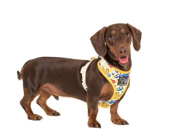 Dachshund wearing a Big & Little Dogs 'Rubber Ducky' rubber duck print adjustable yellow dog harness