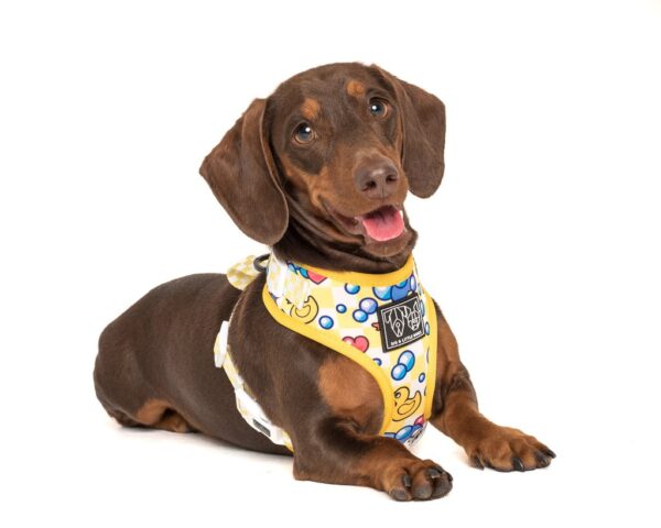 Dachshund wearing a Big & Little Dogs 'Rubber Ducky' rubber duck print adjustable yellow dog harness