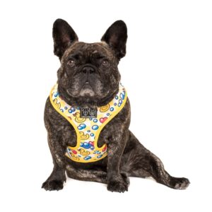 Frenchie wearing a Big & Little Dogs 'Rubber Ducky' rubber duck print adjustable yellow dog harness