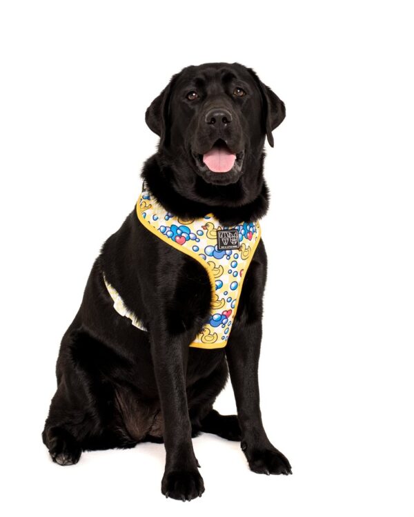 Labrador wearing a Big & Little Dogs 'Rubber Ducky' rubber duck print adjustable yellow dog harness