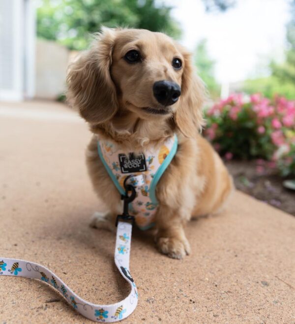 Sassy Woof 'Bee Sassy' Bee Print Adjustable Dog Harness