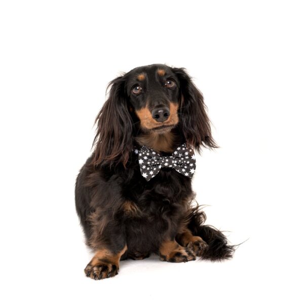 Dachshund wearing a Big & Little Dogs 'Shoot For The Stars' star print black dog collar and detachable bow tie