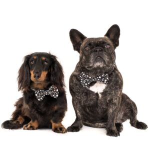 Cute dogs wearing Big & Little Dogs 'Shoot For The Stars' star print black dog collar and detachable bow tie