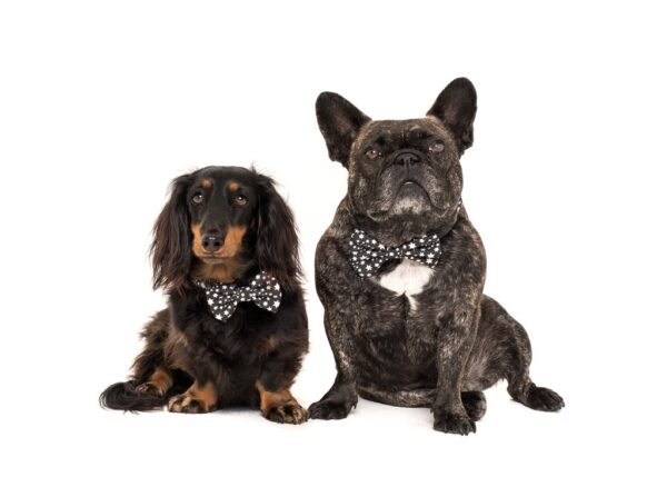 Cute dogs wearing Big & Little Dogs 'Shoot For The Stars' star print black dog collar and detachable bow tie