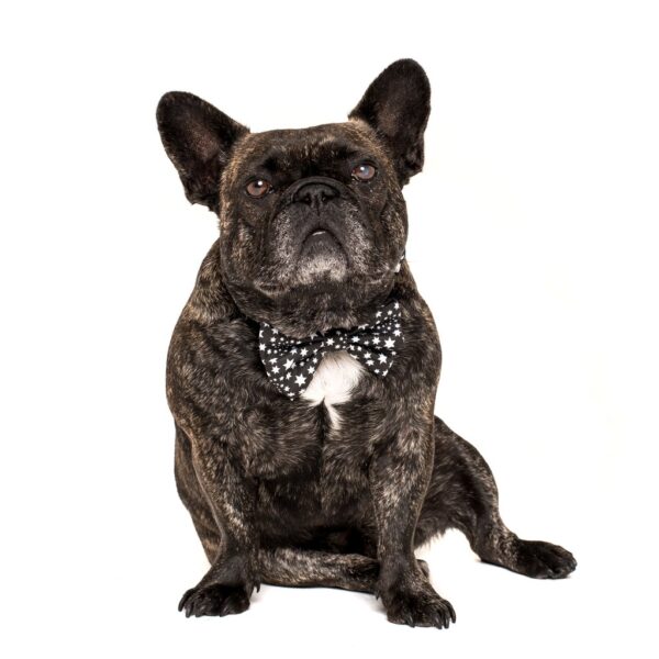 Frenchie wearing a Big & Little Dogs 'Shoot For The Stars' star print black dog collar and detachable bow tie