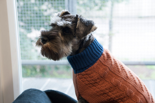 A gorgeous Schnauzer wearing a peach and blue coloured Sotnos contrast high neck dog jumper