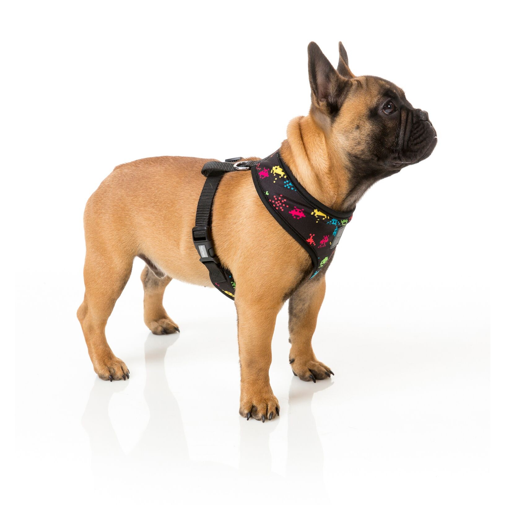 Raiders sales dog harness