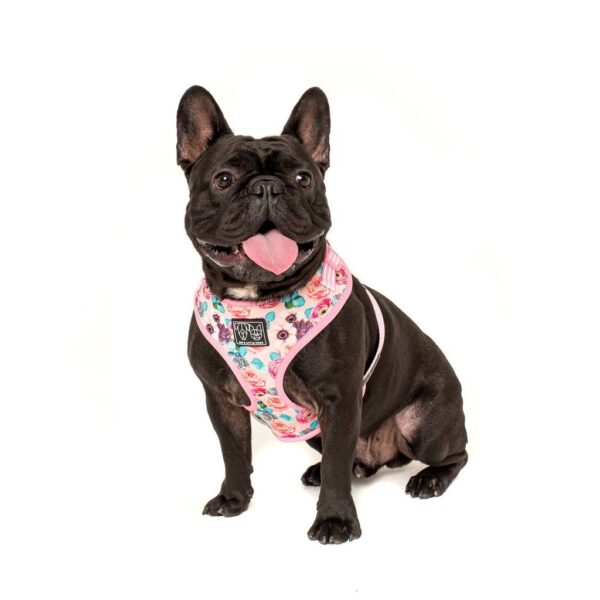 French Bulldog wearing a Big & Little Dogs 'I'm a Succa for You' Succulent and Floral Print Adjustable Dog Harness