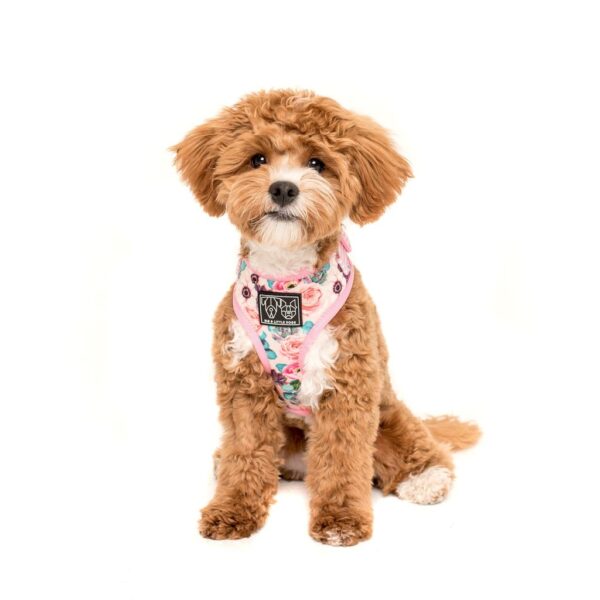 Cute dog wearing a Big & Little Dogs 'I'm a Succa for You' Succulent and Floral Print Adjustable Dog Harness