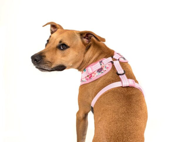 Staffie wearing a Big & Little Dogs 'I'm a Succa for You' Succulent and Floral Print Adjustable Dog Harness