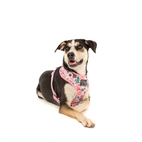 Cute dog wearing a Big & Little Dogs 'I'm a Succa for You' Succulent and Floral Print Adjustable Dog Harness
