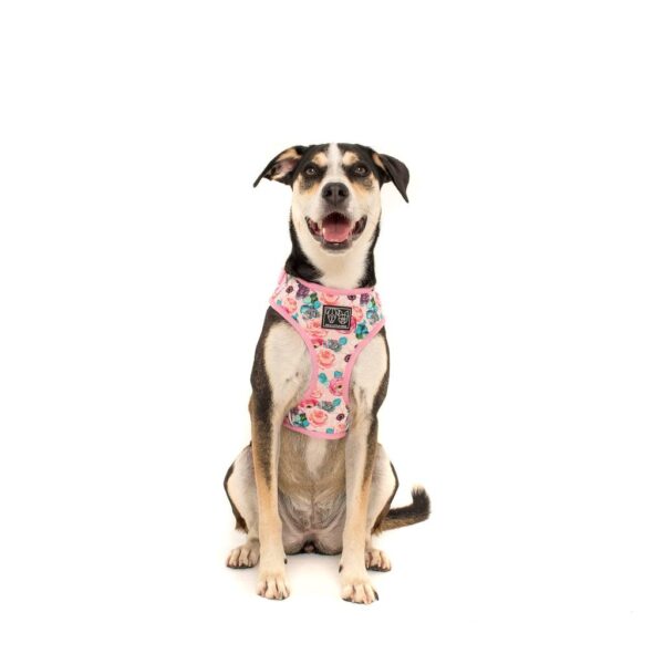 Cute dog wearing a Big & Little Dogs 'I'm a Succa for You' Succulent and Floral Print Adjustable Dog Harness
